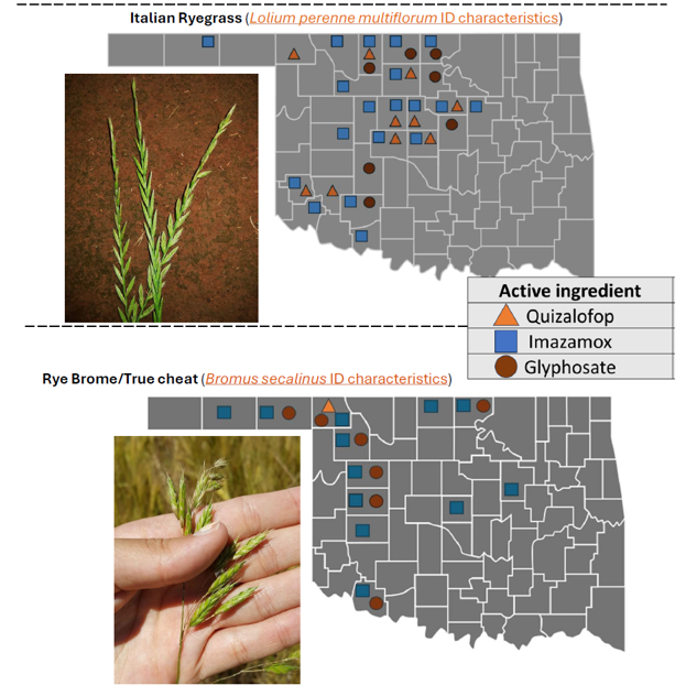 Oklahoma state maps showing the distribution of Italian ryegrass and rye brome or true cheat, with close-up photos of each grass species and map symbols indicating herbicide active ingredients quizalofop, imazamox and glyphosate.