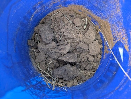 Blue bucket containing collected soil clods and plant residue from a wheat field for soil analysis.