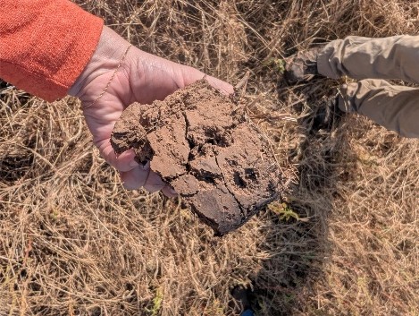 Hand holding a large soil clod collected from a wheat field, showing dry, compacted soil and irregular aggregates.