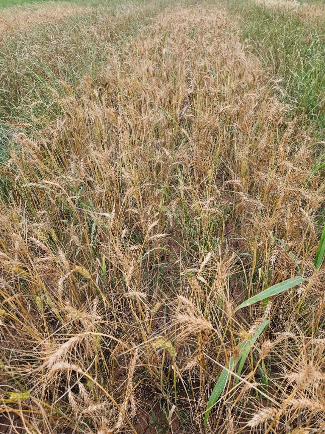 Wheat field heavily infested with Italian ryegrass, showing dense growth and mature tan-colored seed heads among green wheat plants.