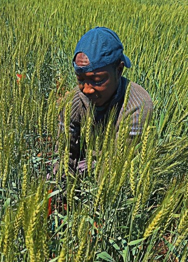 A person sitting down in a field of grass and green crops.
