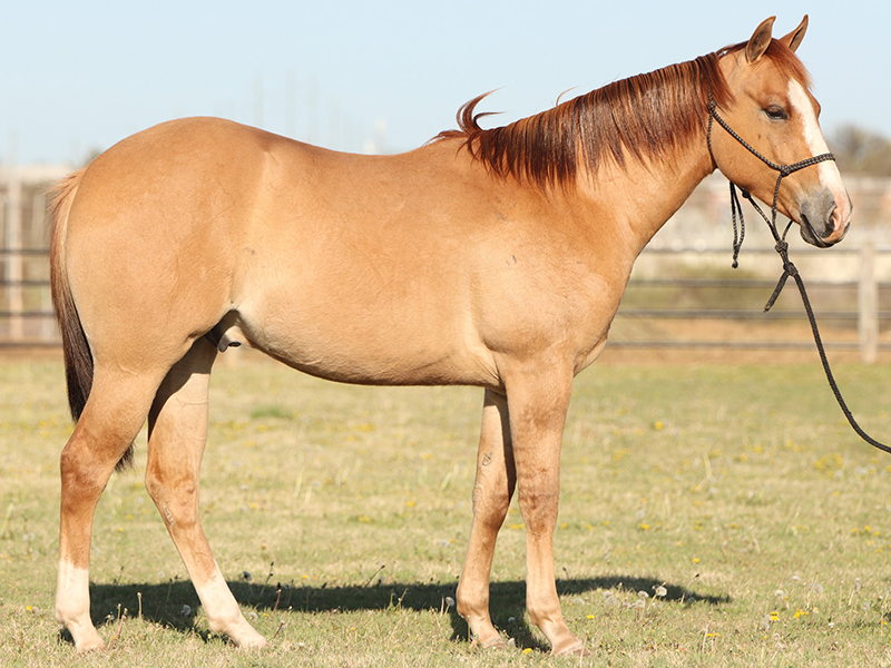 Kladruby Horses  Oklahoma State University