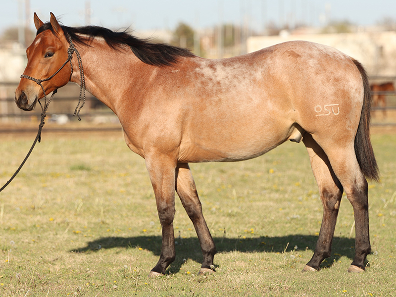 Kladruby Horses  Oklahoma State University