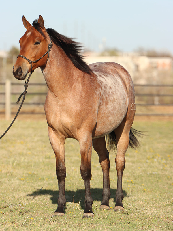 Kladruby Horses  Oklahoma State University