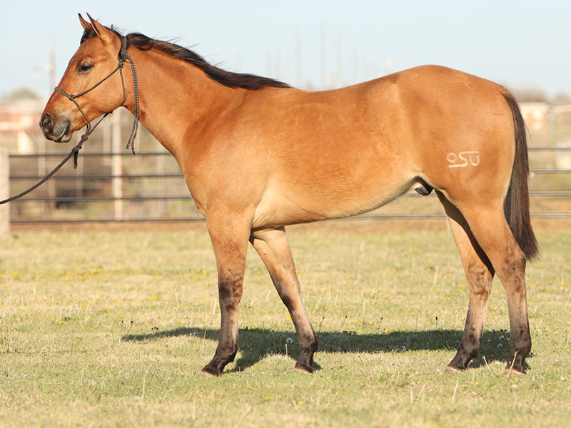 Ardennes Horses  Oklahoma State University