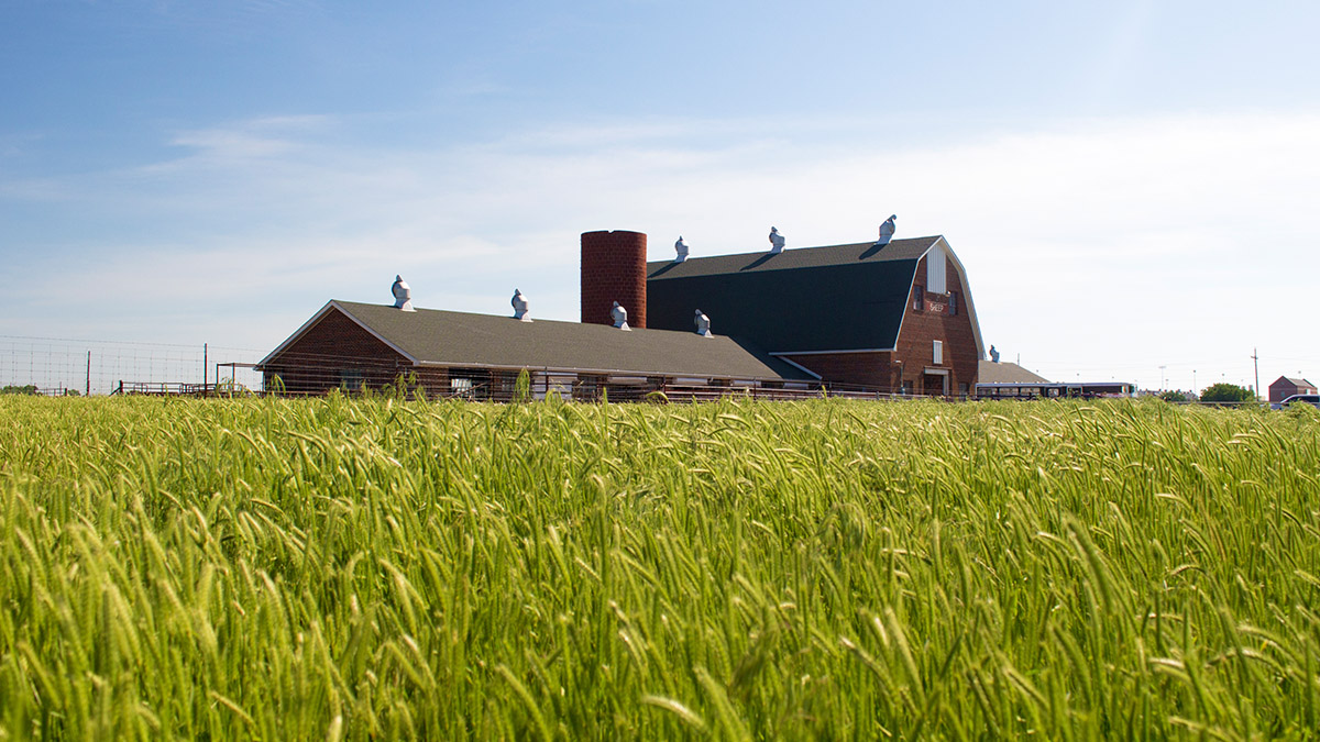 sheep barn