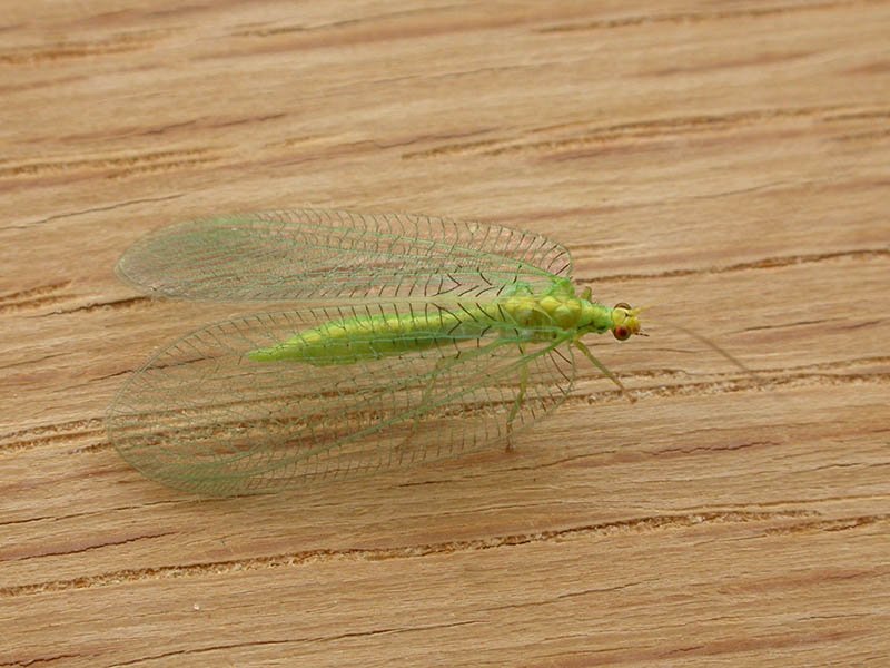 A green bug with clear wings on a wooden surface.