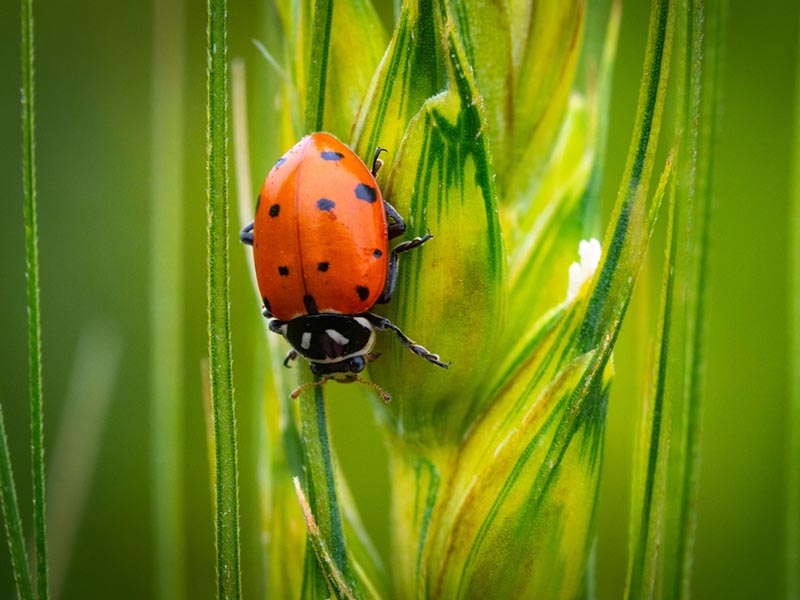 A red beetle with black spots.