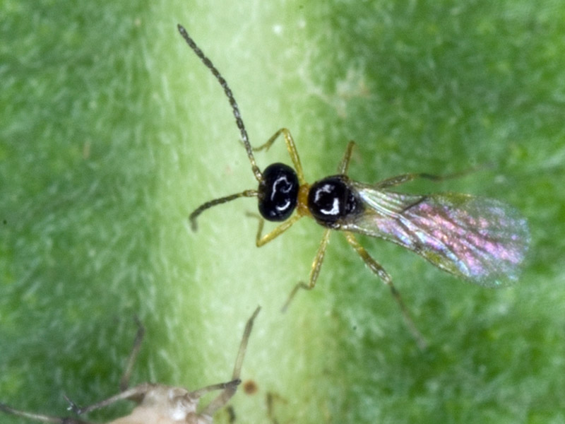 A black wasp on a green surface.
