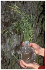 Wrap the roots of the plant in a plastic bag so that they do not dry out. 