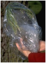 Wrap the entire sample in plant bags to keep it from drying out.