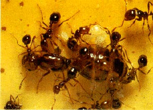 Red fire ant queen with workers.