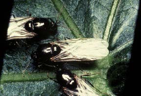 Reproductive cycle of the red fire ant.