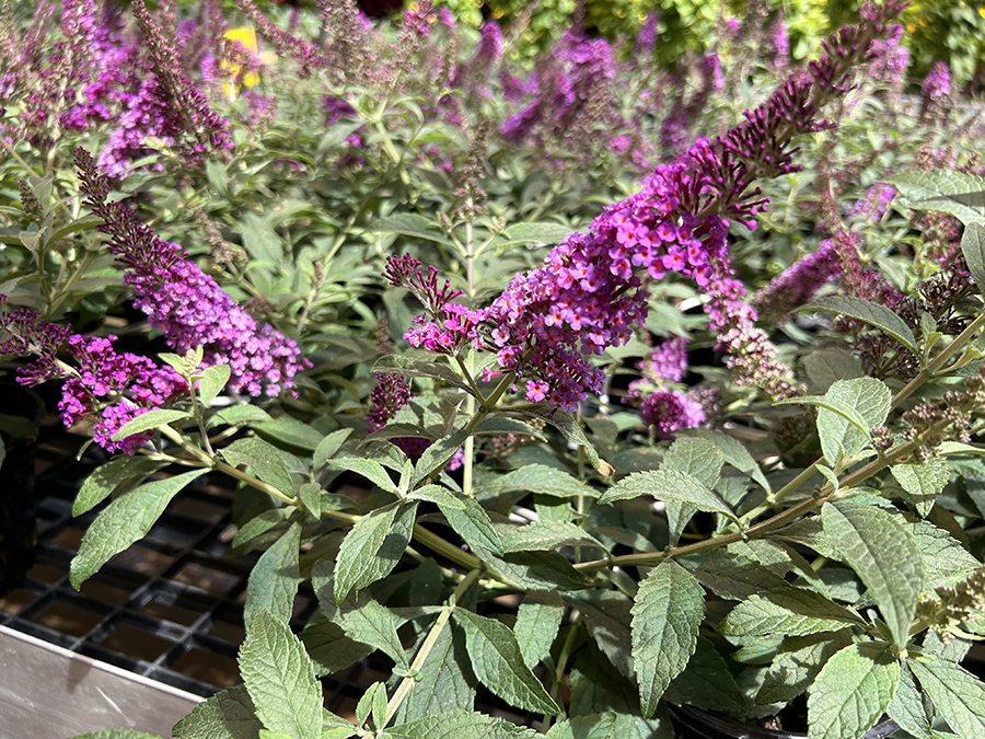 Annual Spring OSU Plant Sale Oklahoma State University