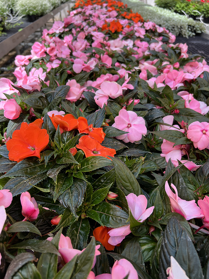 Annual Spring OSU Plant Sale Oklahoma State University