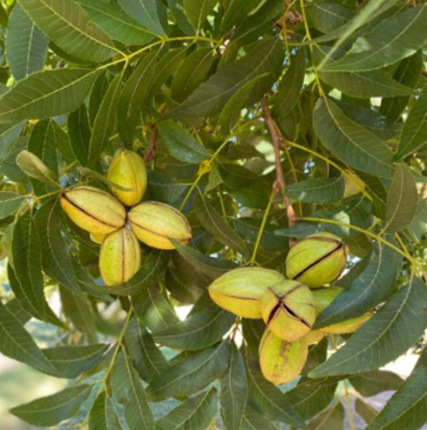 A branch with green leaves and two patches of pecans hanging.