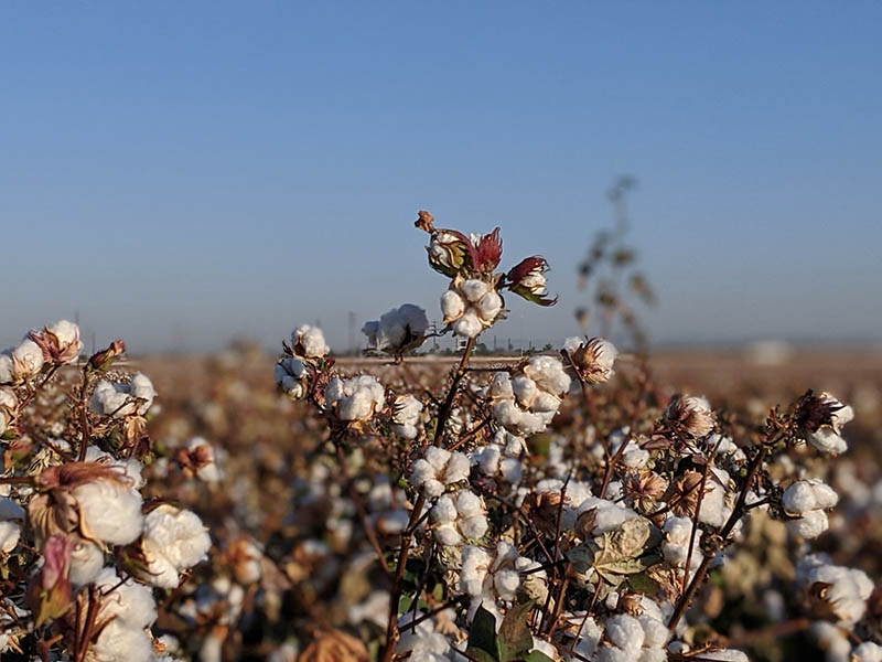 A field of cotton.