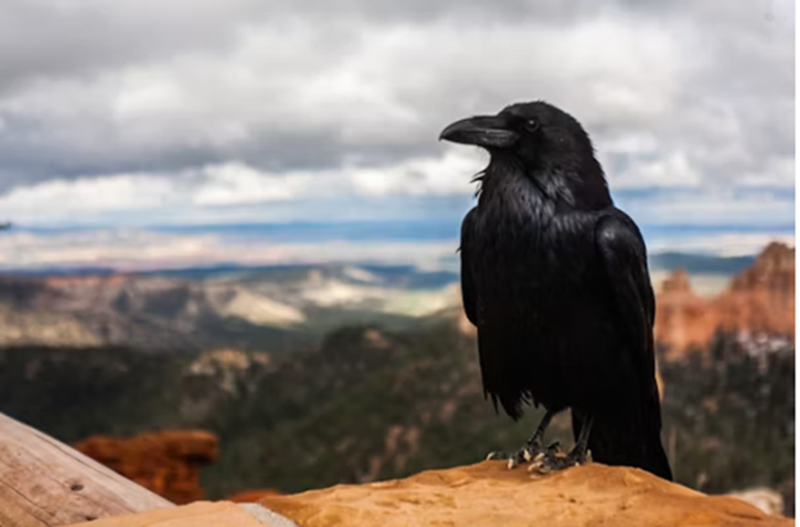 A black raven sitting on a rock. A black raven sitting on a rock.