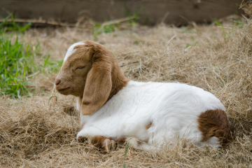 Lambing and kidding season is in full swing