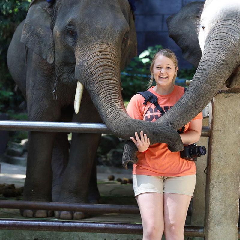 teaser-study-abroad3-800-800.jpg Two elephants wrapping their trunks around a female student on a study abroad trip in Thailand.