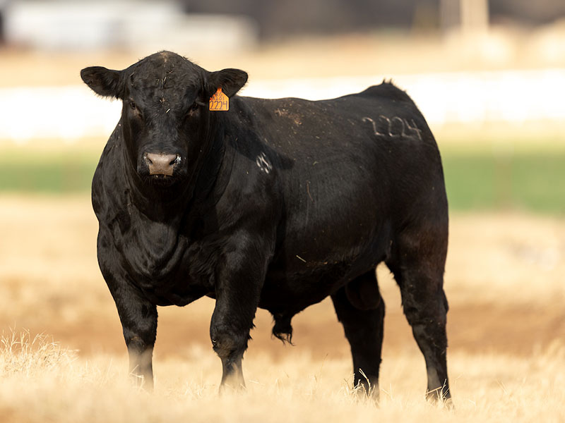 cattle-black-800x600