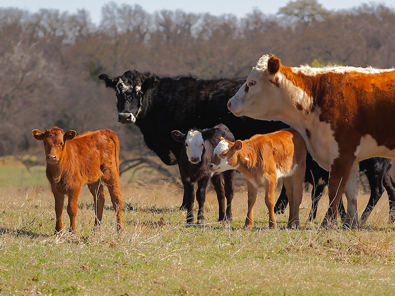 master-cattleman