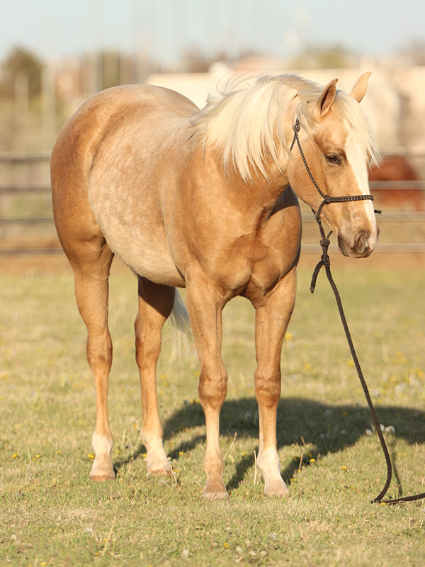 Jesses Girl Jesses Girl