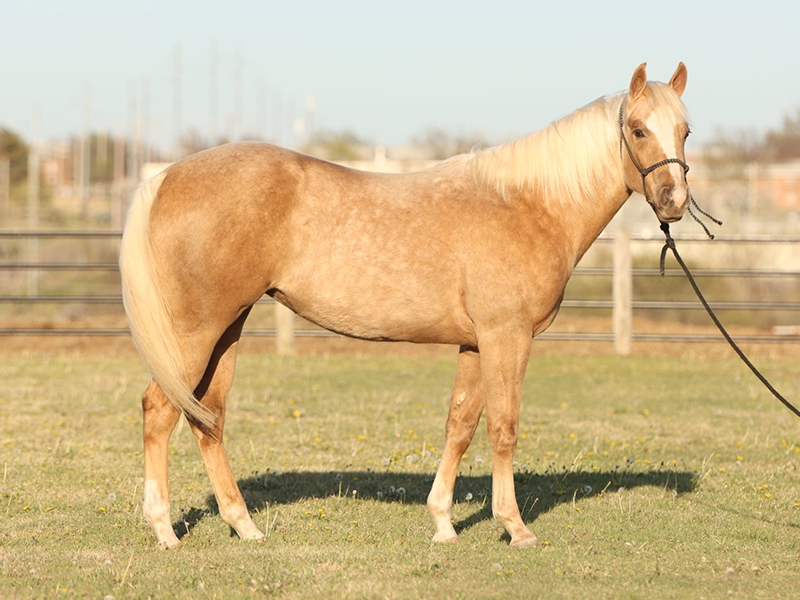 Jesses Girl Jesses Girl