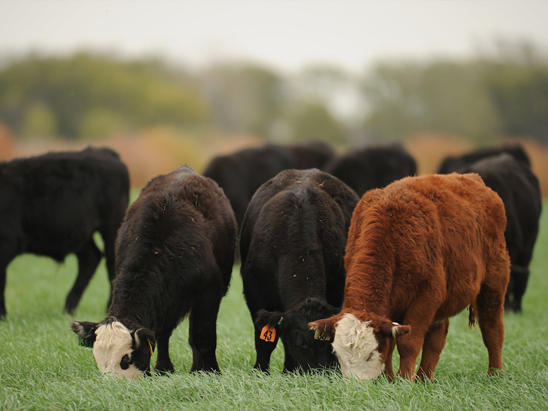 Cattle on wheat pasture