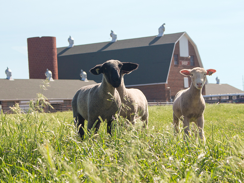 Sheep in front of OSU Sheep and Goat Center Sheep