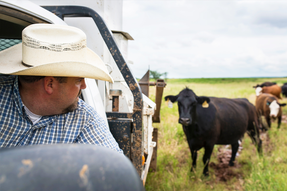Student feeding cattle. Student feeding cattle.