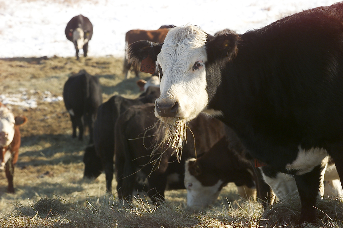 beef-cattle.jpg Cattle