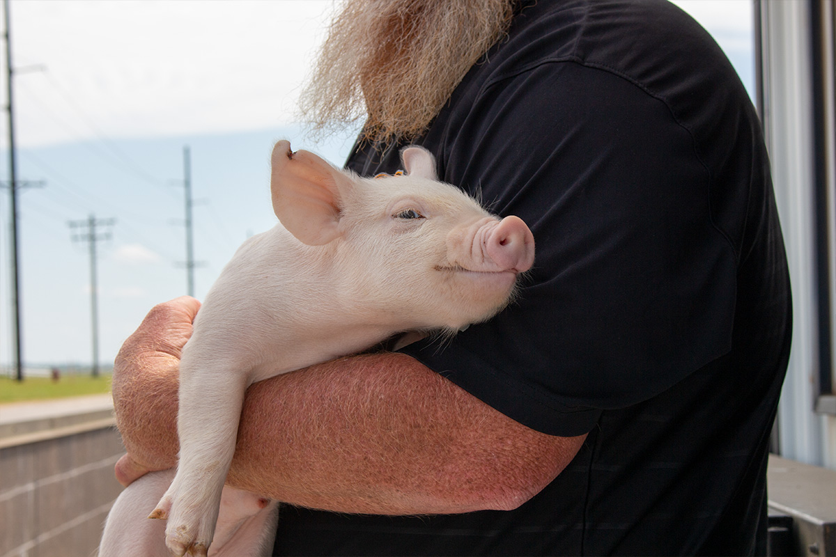 non-ruminant-nutrition.jpg Person holding piglet
