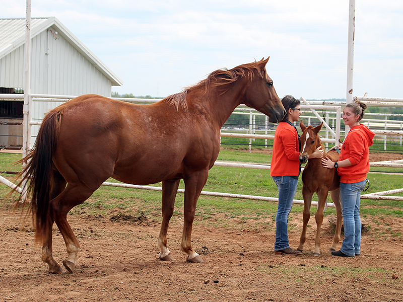 equine-class