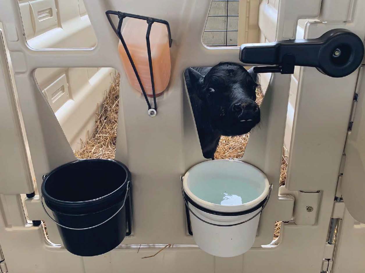 A calf is sticking its head through a space in the fence in a barn.