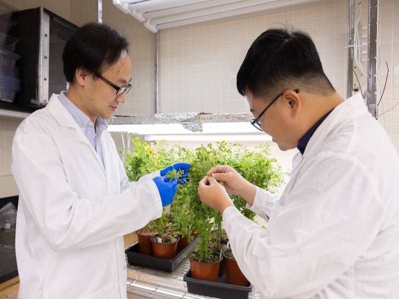 Two scienetest looking at a plant in a lab Two scienetest looking at a plant in a lab