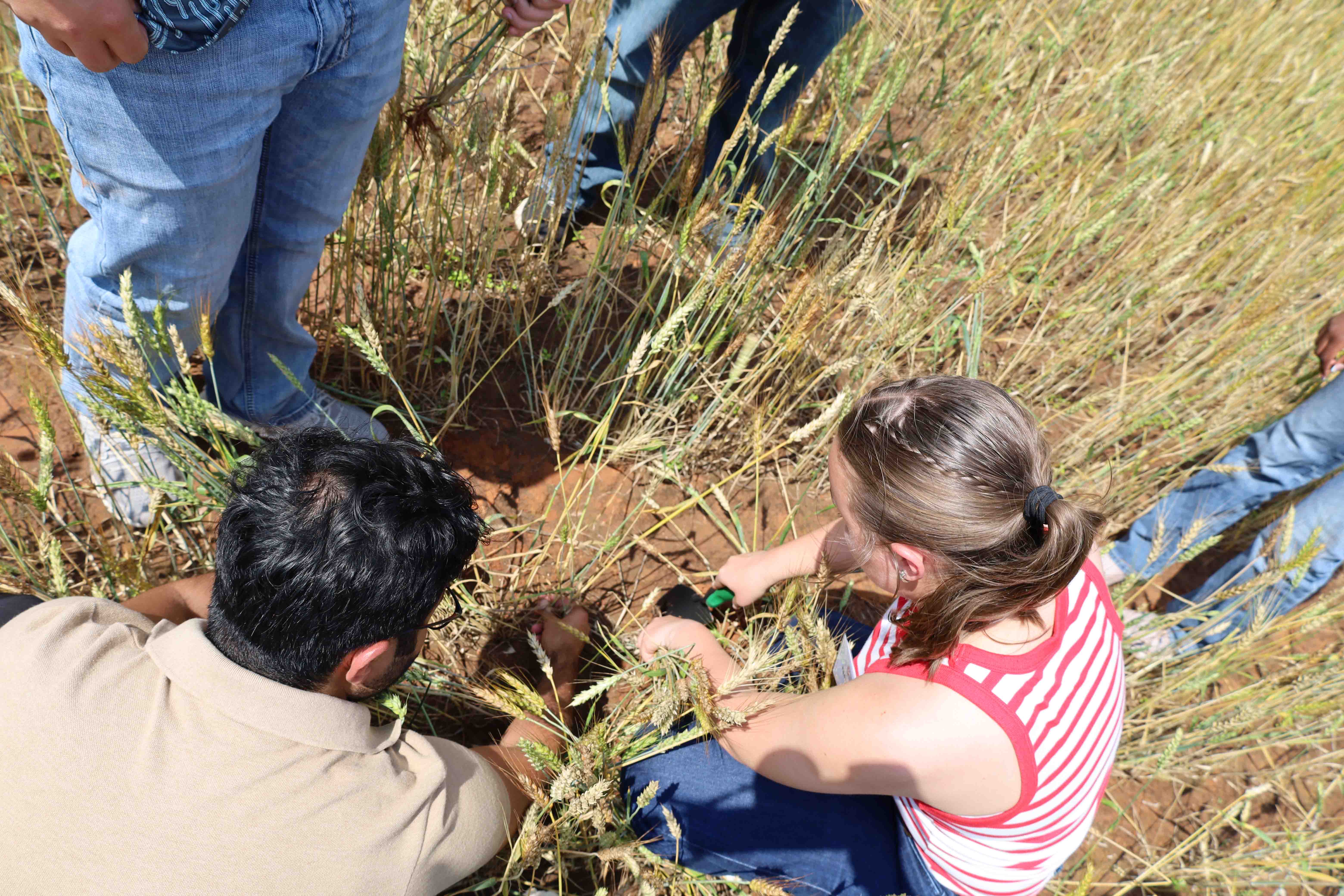 Students in a wheat field collecting samples Students in a wheat field collecting samples