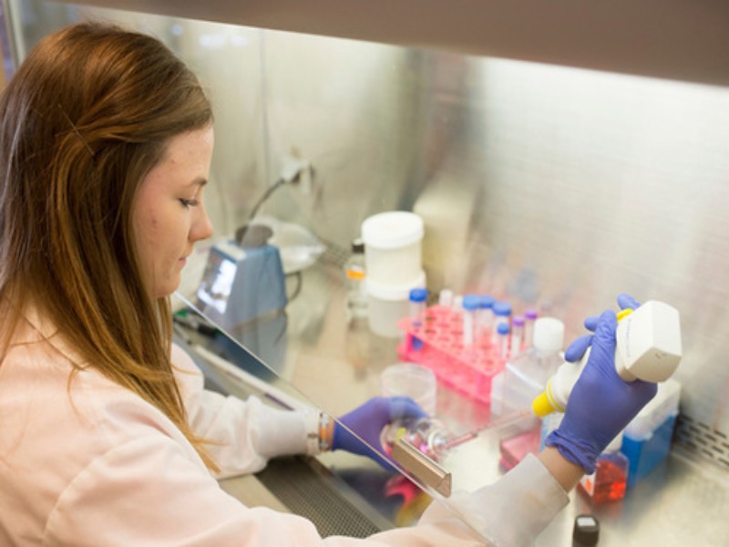 Researcher pipetting fluids in a biological safety cabinet. Researcher pipetting fluids in a biological safety cabinet.