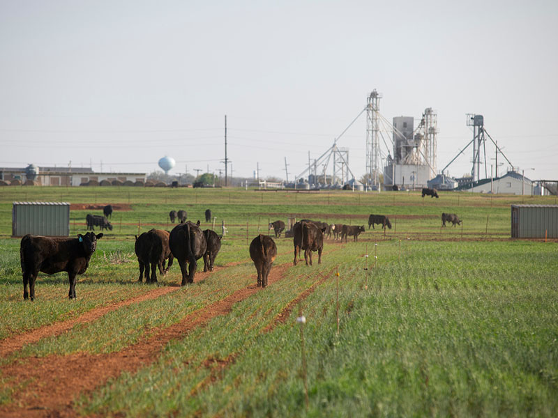 Cows and calves on wheat pasture. Cows and calves on wheat pasture.