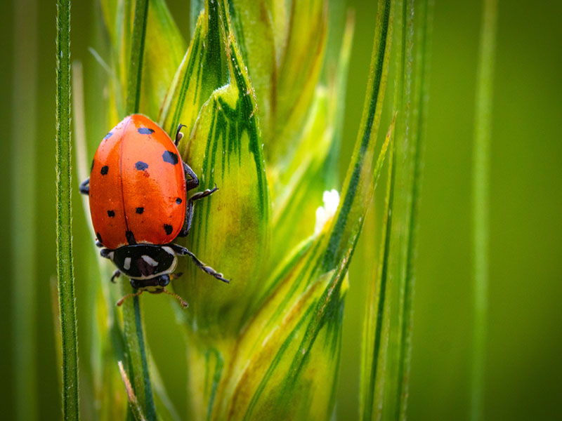 A ladybug sitting on a stalk of wheat. A ladybug sitting on a stalk of wheat.