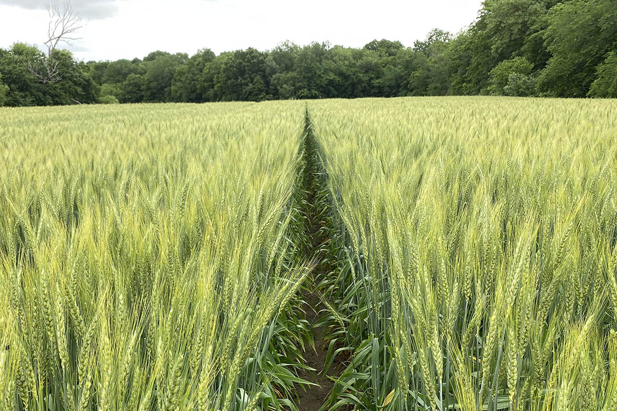 A field of Scab Stryker, a wheat variety resistant to the fungal disease fusarium head blight. A field of Scab Stryker, a wheat variety resistant to the fungal disease fusarium head blight.