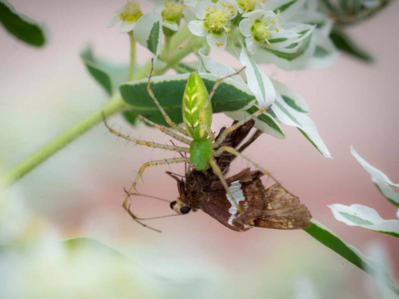A spider eating a moth.