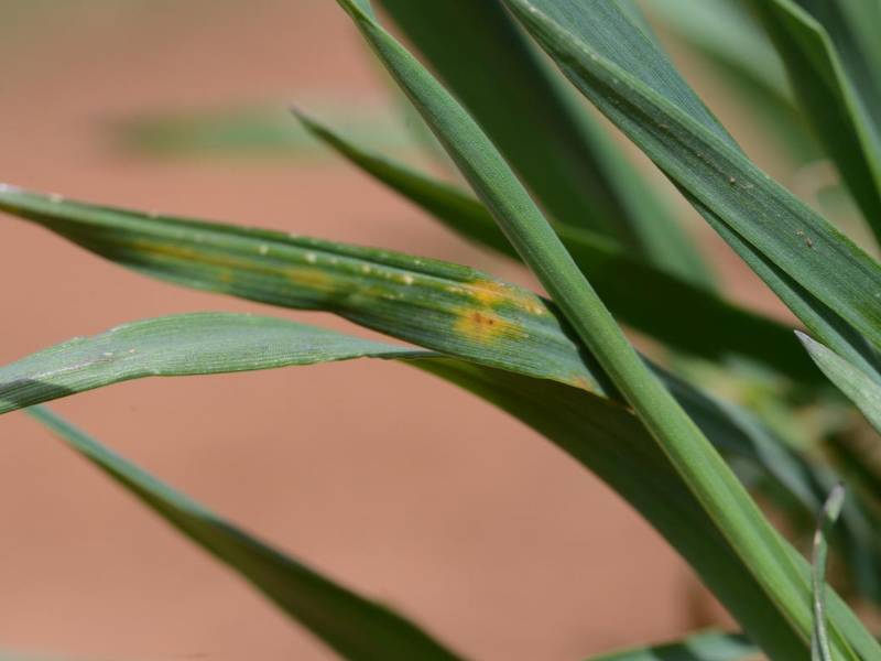 Grass with a yellow spot.