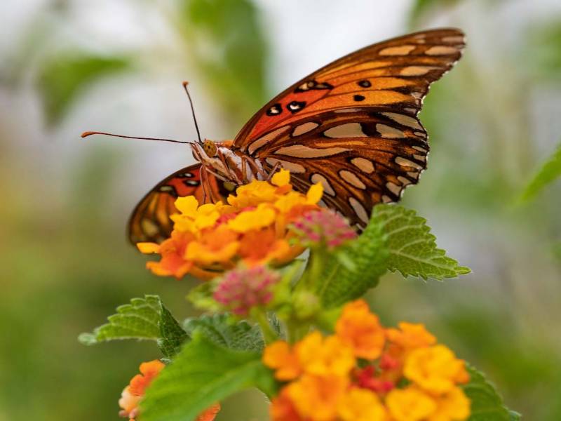 A butterfly on flowers.