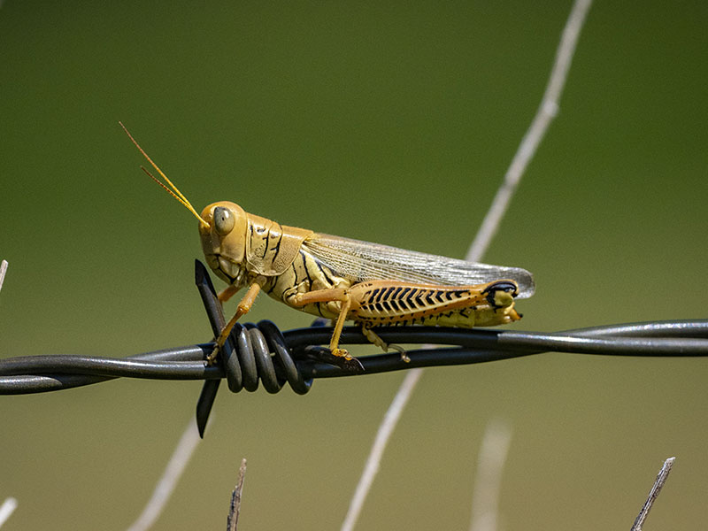 A grasshopper on a barbed wire.