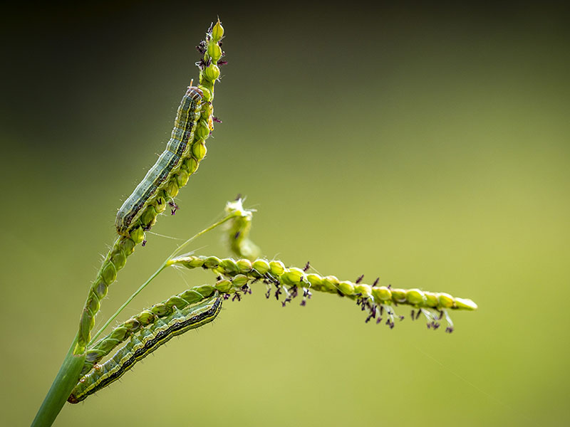 Two caterpillars climbing on a grass stem.