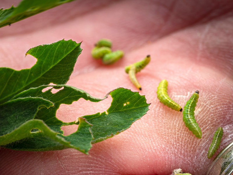 A hand holding a leaf with alfalfa worms.