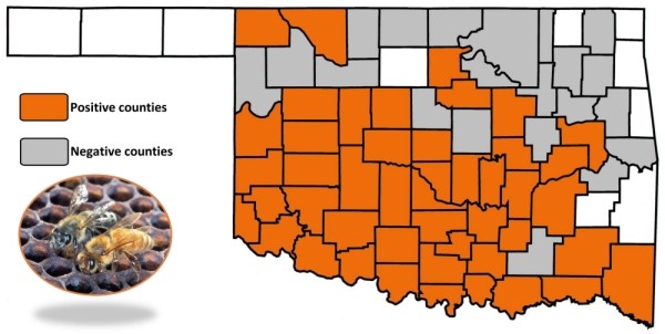 Oklahoma map showing current status of africanized honey bees. 