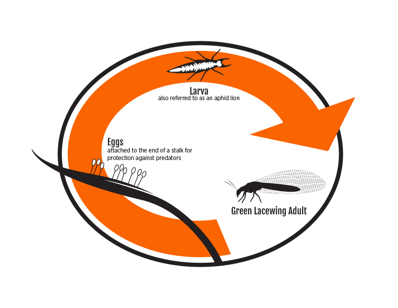 An orange arrow shaped in a circle showing the lifecyle of a green lacewing labeled: An orange arrow shaped in a circle showing the lifecyle of a green lacewing labeled: