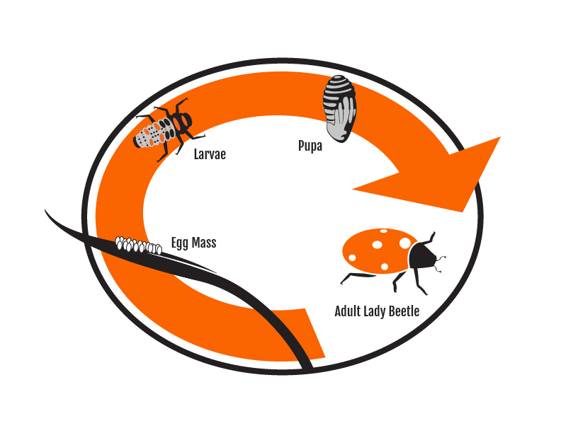 An orange arrow shaped in a circle showing the lifecyle of a lady beetle labeled: An orange arrow shaped in a circle showing the lifecyle of a lady beetle labeled: